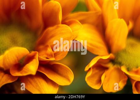 Gros plan macro fleur orange jaune pâquerette Banque D'Images