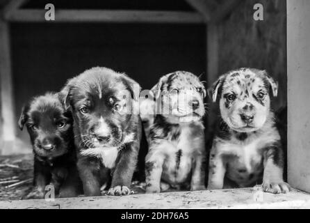 Laboratoire de terrier le plus mignon mélange de chiots jouant dans la maison de chien Banque D'Images