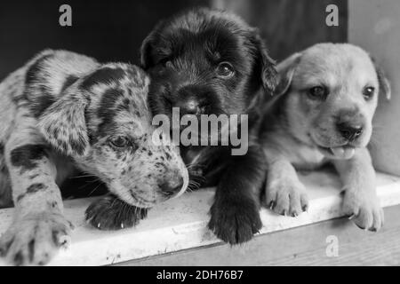 Laboratoire de terrier le plus mignon mélange de chiots jouant dans la maison de chien Banque D'Images