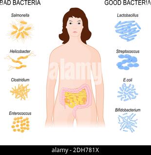 Bonne et mauvaise bactéries. Femme avec intestins et la flore Gut. Gros plan sur les bactéries entériques. Flore intestinale avec probiotique. Illustration vectorielle Illustration de Vecteur