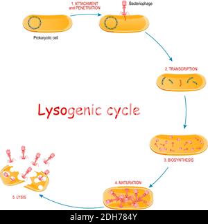 Cycle lytique avec bactéries et bactériophage. Cycles de reproduction virale qui entraîne la destruction de la cellule infectée. Les étapes de lytique Illustration de Vecteur