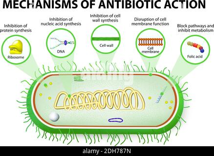 antibiotique. Mécanismes d'action des antimicrobiens Illustration de Vecteur