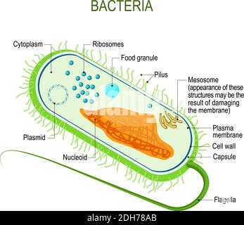 Structure d'une cellule bactérienne. Anatomie du procaryote. Organisme unicellulaire. Schéma vectoriel pour votre conception, éducation, médecine, utilisation biologique Illustration de Vecteur