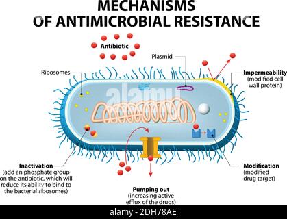 Résistance aux antimicrobiens ou résistance aux antibiotiques. Principaux mécanismes par lesquels les micro-organismes présentent une résistance aux antimicrobiens Illustration de Vecteur