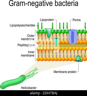 Structure de la paroi cellulaire des bactéries Gram-négatives, par exemple Helicobacter. Schéma vectoriel à usage éducatif, médical, biologique et scientifique Illustration de Vecteur