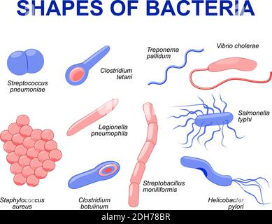 Bactéries communes infectant l'homme. Illustration vectorielle les bactéries sont classées en 5 groupes selon leur forme de base : sphérique (cocci) Illustration de Vecteur