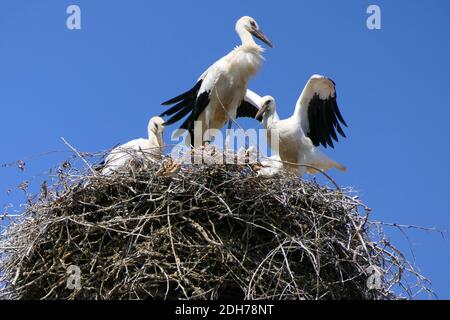 Famille de cigognes blanches dans leur nid fait de branches dans devant un ciel sans nuages Banque D'Images