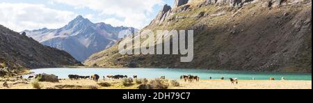 Vache en montagne Banque D'Images