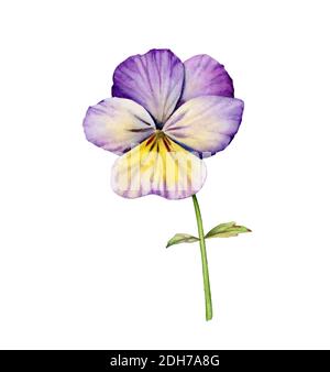 Fleur de pansy aquarelle. Violette de jardin avec feuilles en fleur. Élément à motif fleuri peint à la main. Illustrations botaniques isolées sur blanc Banque D'Images