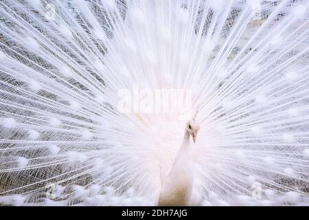 Paon blanc mâle avec plumes de queue étalées Banque D'Images