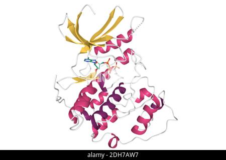 Human cyclin-dependent kinase 2 complexed with an ATP molecule, 3D cartoon model isolated, white background Stock Photo