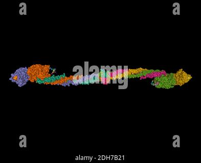 Structure cristalline du fibrinogène humain, modèle 3D isolé, fond noir Banque D'Images