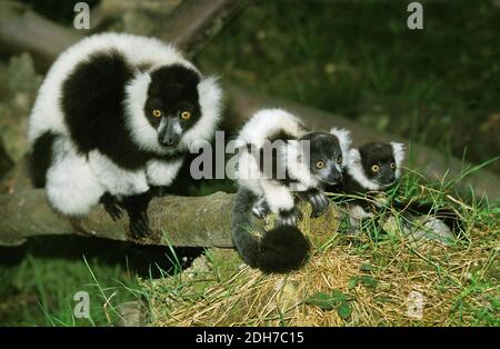 Noir et blanc La Gélinotte Lemur, le varecia variegata variegata, Mère de bébés Banque D'Images