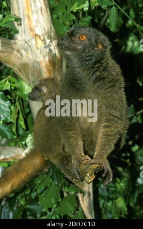 Lémurien brun rieuses, l'Eulemur albifrons, mère avec les jeunes Banque D'Images