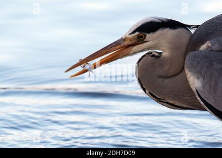 Cologne, Allemagne. 10 décembre 2020. Un héron gris est assis à la Weiher Adenauer dans la ceinture verte et tient un poisson dans son bec. Credit: Federico Gambarini/dpa/Alay Live News Banque D'Images