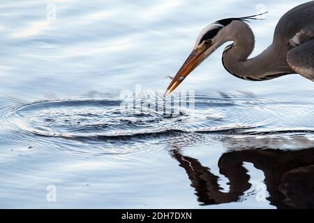 Cologne, Allemagne. 10 décembre 2020. Un héron gris a attrapé un poisson de l'eau dans la ceinture verte de l'Adenauer Weiher. Credit: Federico Gambarini/dpa/Alay Live News Banque D'Images