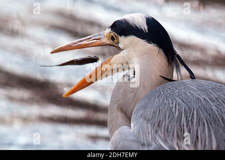 Cologne, Allemagne. 10 décembre 2020. Un héron gris a un poisson dans la Weiher Adenauer dans la ceinture verte. Credit: Federico Gambarini/dpa/Alay Live News Banque D'Images