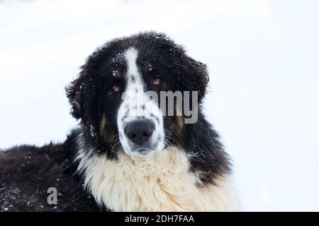 Berger bulgare, Karakachan Dog Portrait Banque D'Images