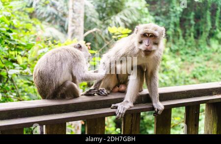 Un singe adulte se trouve dans la forêt d'Ubud, Bali, Indonésie Banque D'Images