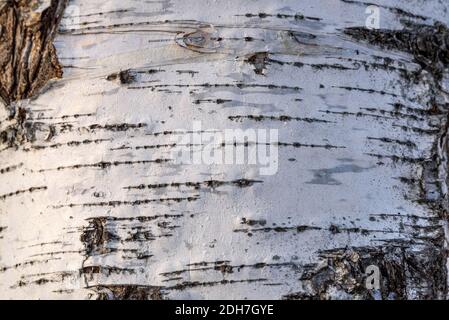 Arrière-plan boisé naturel abstrait avec un modèle de chemins et fissures sur l'écorce blanche d'un bouleau Banque D'Images