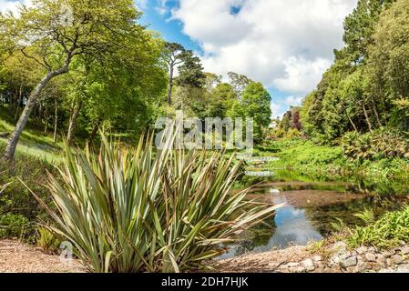 Mallard Pool au centre de Trebah Garden, Cornwall, Angleterre, Royaume-Uni Banque D'Images