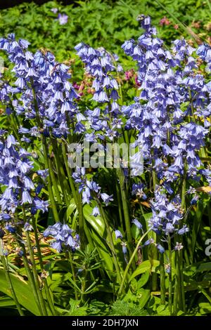 Bluebell (hyacinthoides non scripta) plante vivace à bulbe de fleur de printemps bleue trouvée dans les bois pendant la saison de floraison du printemps, photo de stock i Banque D'Images