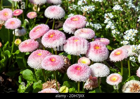 Pink Bellis perennis un pompome herbacé commun double Marguerite vivace plante de jardin robuste poussant au printemps saison de floraison, stock Banque D'Images
