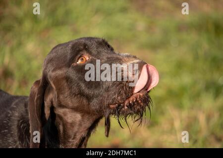 Chien de chasse au travail pointeur allemand à poil court, avec des cheveux sur son menton, léchant sa bouche dans la nature, se préparer à prendre un repas, chien de chasse d'entraînement Banque D'Images