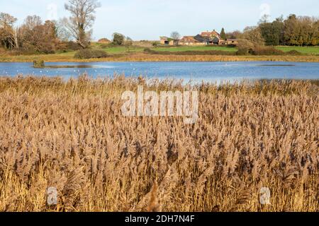 Paysage de la rivière Deben Ramsholt, Suffolk, Angleterre, Royaume-Uni bâtiments de ferme simper Farms Banque D'Images