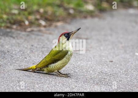 Grünspecht (Picus viridis) Weibchen Banque D'Images