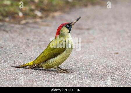 Grünspecht (Picus viridis) Weibchen Banque D'Images