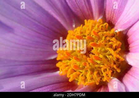 Gros plan de la partie centrale de Dahlia imperialis, fleur de l'arbre. Banque D'Images