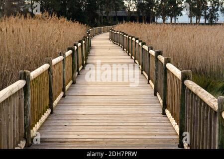 Une longue promenade en bois menant à travers de grands roseaux dorés et herbe marécageux dans les milieux humides Banque D'Images