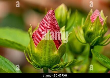 Hibiscus Banque D'Images