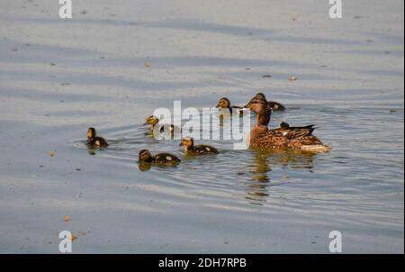 Mère canard avec sept canetons nageant dans les réservoirs de Tring, sur la frontière du Buckinghamshire, Hertfordshire, Royaume-Uni Banque D'Images