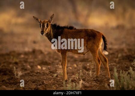 L'antilope de bébé est située sur un sol boueux Banque D'Images