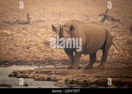 Le rhinocéros noir se dresse parmi les rochers par le trou d'eau Banque D'Images