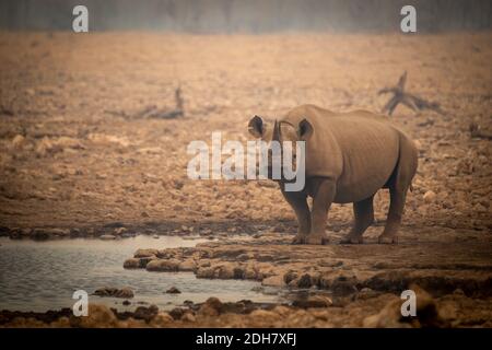 Le rhinocéros noir se tient près d'un trou d'eau parmi les rochers Banque D'Images