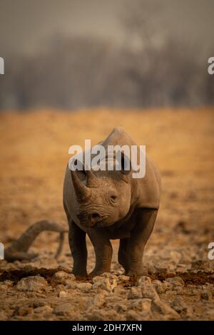 Le rhinocéros noir se dresse parmi les rochers tournant la tête Banque D'Images