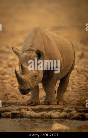 Le rhinocéros noir se tient près de la tête d'abaissement du trou d'eau Banque D'Images