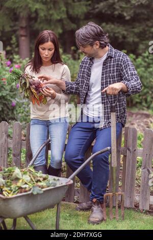 Couple adulte moyen examinant les carottes et betteraves fraîchement récoltées à ferme biologique Banque D'Images