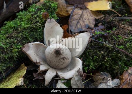 Un champignon Earthstar à col (Geastrum triplex) Banque D'Images