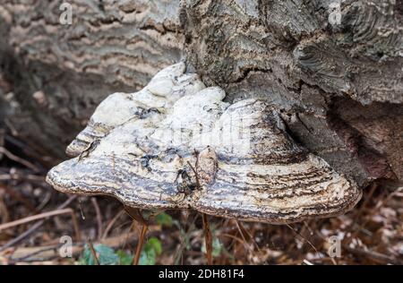 Le champignon de la grande parenthèse - champignon Hoof (Fomes fomentarius) Banque D'Images