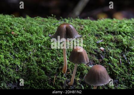 Champignon Inkcap (Coprinus sp.) Banque D'Images