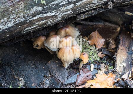 Champignon Inkcap (Coprinus sp.) Banque D'Images