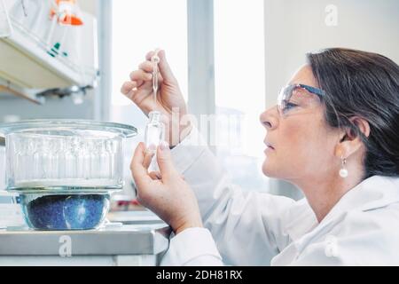 Vue latérale d'une scientifique féminine analysant des produits chimiques en laboratoire Banque D'Images