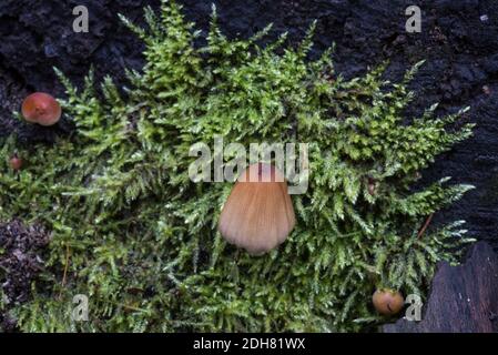 Champignon Inkcap (Coprinus sp.) Banque D'Images