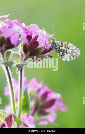 Orange-tip (Anthocharis cardamines), se trouve sur une fleur de silène, pays-Bas Banque D'Images