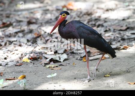 Stork de Storm (Ciconia stormi), marche, vue latérale, Bornéo, Sabah, Kinabatangan Banque D'Images