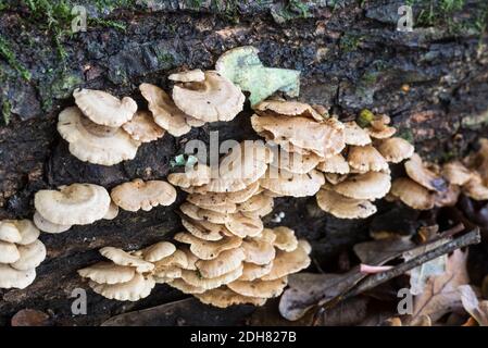 Un champignon de l'Oylivre (Crepidotus sp.) Banque D'Images